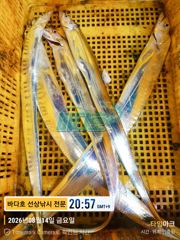 14일 출항 왕갈치 조황~~