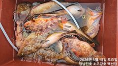 강진마량 백선장 붉바리외수질 조황 소식입니다