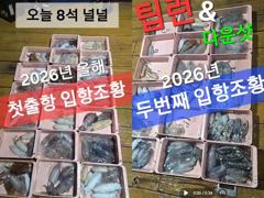 작년 보다 올해는 무늬오징어 풍년이네여 ( 내일 화요일부터 출격 )