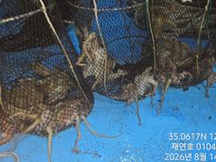 야간돌문어 매일굿굿 개인두자리수까지 열심히 달립니다