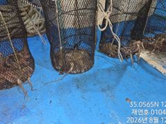 야간돌문어 매일 열심히 달립니다 개인 두자리수까지