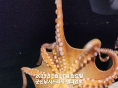 8/16일,야간 문어~ 부쩍 커진 문어-오늘도 야간 문어 갑니다…