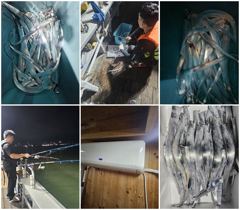 갈치조황 - 목화피싱 8/14일 목포갈치 낚시 조황 사이즈마릿수 왕창 좋아졌넹요.[쭈꾸미낚시 9월달 시작] - 목포갈치낚시