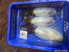 [포항] 해마호 야간무늬오징어 팁런조황 굿!