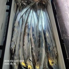 <<내만갈치>>물반 고기반 만쿨조황 폭발적인 입질 굿