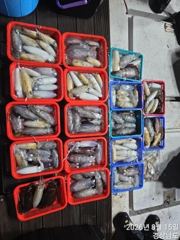 사계절호 야간무늬(200수)