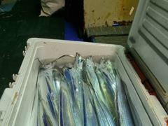 260816 제주7화원호 갈치조황