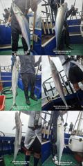 [경주] 괴물대삼치 빅~게임/야간 무늬오징어//야간대전갱이-화부터 출항