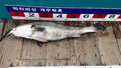 16일 격포 개우럭호(구빅터호)주간민어.야간우럭 풍성한 조황!^^