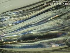 거제 뉴 진성호 야간 외줄 칼치 출조 안내입니다