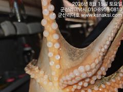 ▼▼리더호  재밌는 야간문어출조..매일출조
