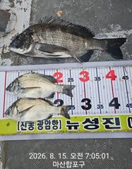 [마산] 뉴성진호/대물 터지고 47 감성돔