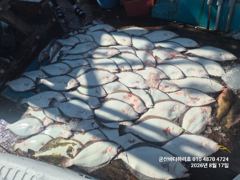 군산바다하리호 8월17일 15분 광어 조황입니다
