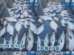 <뉴오리온호>  생미끼 민어/농어/광어/우럭/ 굿~ 조황(17일)