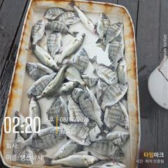 병산  감성돔,농어 마리수 선외기 비속의흘림조황~~