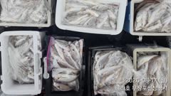 조황정보 - 8/17 백조기 조황 - 무창포선상낚시