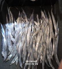 [진해] <내만 갈치> 갈치사냥~ 마릿수 도전~~화,수,목~예약가능