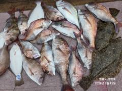 오늘의조황 - 8월15일 참돔 타이라바~ 조황입니다. - 영흥도 선상 루어낚시 전문 - 영진호