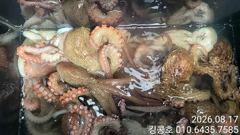8/17 고흥문어 조황^
