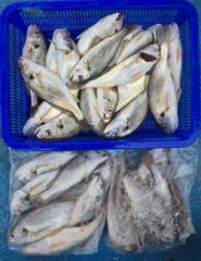 오늘의조황 - 백조기 조황 - 오이도 빨강등대호,배낚시 전문