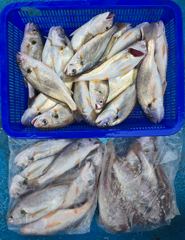 백조기조황