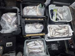 조황정보 - 8/17 백조기 조황 - 무창포선상낚시