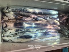 신아라호 갈치텐빈 조황