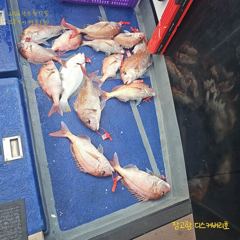 디스커버리호8월17일참돔 조황입니다