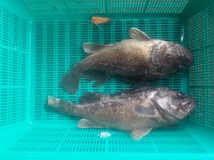 삼길포 만석좌대 8월 17일 자연식 조황 입니다