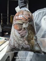 [먹물조황] 삼천포 문어조황! 주간반, 야간반 매일출조!