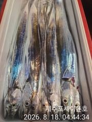 8월 17일 제주포세이돈호 갈치조황 입니다