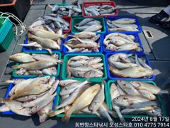 백조기조황 - 2024,08.17 로드선장의 오성스타호 왕백조기 7인 조황입니다~ - 회변항스타낚시,오성스타호,몽스타호