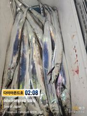 준내만갈치! 바글바글호조황! 화욜부터출항! 전화주세요~