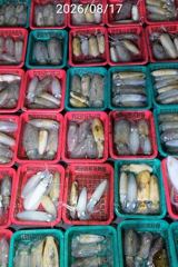 진해 무늬팁런 1.15K 0.8K부터 버글버글 손맛굿