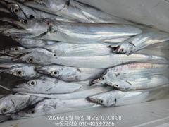 녹동금강호16석대갈치조항19일20일21일쭉예약중.예약순자리지정예약제 010-4058-2266