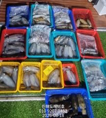 [진해] 팁런무늬오징어 비속에서도 잘 나옵니다 오늘예약가능합니다