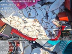 ◆◆17일.군산샤크호◆◆광어다운샷조황◆◆평일자리여유
