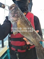 8/18, 생미끼~오늘도 굿 조황~내일도 갑니다~대광어 싸이즈 …