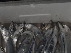 갈치조황 - 목화피싱 8/16일 목포갈치 조황 약간씩 비내린 날씨 갈치 사이즈 좋아집니다.하루가 다르게 변합니다.내만 갈치 보시오. - 목포갈치낚시