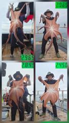 강릉뉴한일호 8월15일 피문어 조황입니다