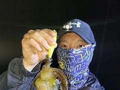 무늬 야간팁런 씨알 마리수 ???? ???? ???? 예약가능합니다
