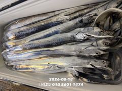 [여수나라2호]-18일 갈치입항조황ㅡ만쿨도장찍고 1인2쿨러 하신분도 있어요. 갈치 많이나와요. 이번주 자리여유 많아요