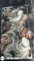 [진해] ■ 돌문어 오늘 마리수조황 대박이네요!!(다섯분 76수)