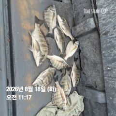 [마산] 돔앤돔호 오늘 1분조황.