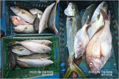 [부산] 참돔 45cm.뱅어돔.부시리 호조황.