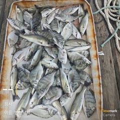 [고성] 병산 8/18감성돔 농어 마리수 선외기 흘림조황~~