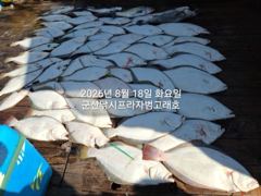 [군산] 8월18일 군산 범고래호 꾸준한 입질로 쏠쏠하게 선방하고 입항했…