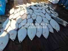 [군산] 8/18, 생미끼~쏟아지는 대광어`내일도 갑니다~대광어 싸이즈 …