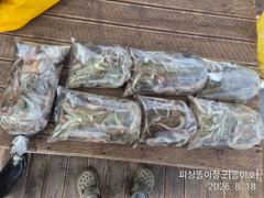 삼천포 똘이장군 똘이호//돌문어 좋습니다
