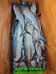''왔다! 또 히트 !''  대삼치 피딩타임이 제대로 터졌습니다 (수욜오후 모집중)